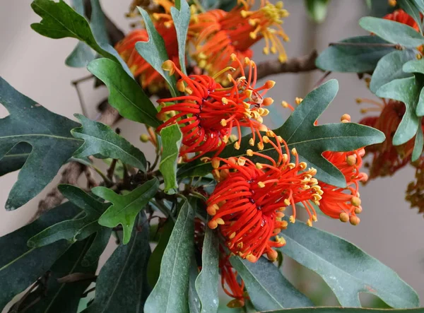 Lyse Røde Orange Farve Firewheel Træ Blomster Fra Australien - Stock-foto