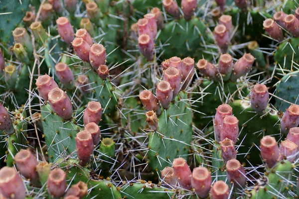 Primer Plano Prickly Pear Planta Cactus Espinas Afiladas —  Fotos de Stock