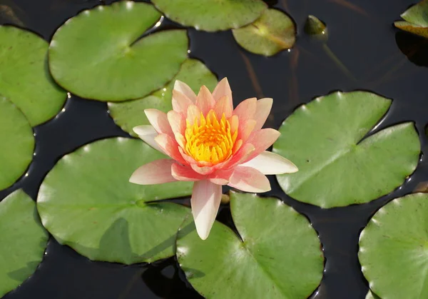 Color Rosa Claro Tropical Day Flowering Waterlily Parte Superior Estanque —  Fotos de Stock