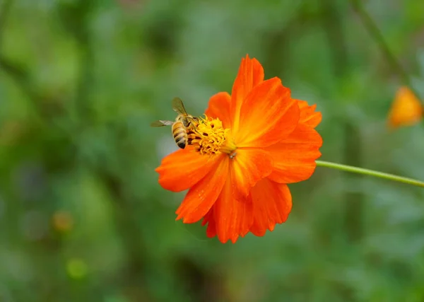 Eine Biene Bestäubt Einen Schwefelkosmos Eine Große Orangefarbene Blume — Stockfoto