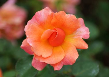 Floribunda Rose 'un Harpageant çiçeğinin turuncu ve pembe renginde kısmi bir çiçek.