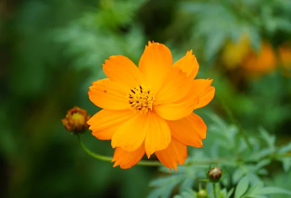 오렌지 코스모스 우스의 아름다운 — 스톡 사진