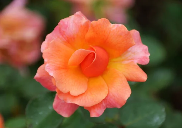 Partial Bloom Orange Pink Color Floribunda Rose Harpageant Flower — Stock Photo, Image