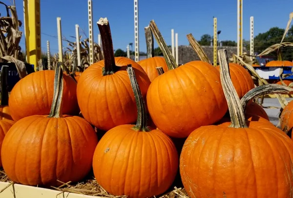 Ein Haufen Großer Orangefarbener Kürbis Zur Dekoration — Stockfoto