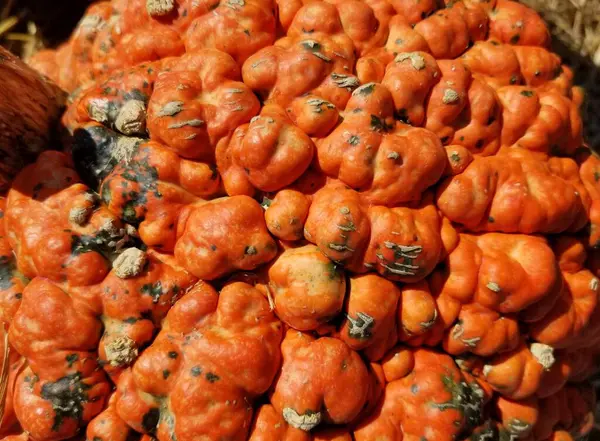 Close Unusual Surface Orange Knucklehead Pumpkin — Stock Photo, Image