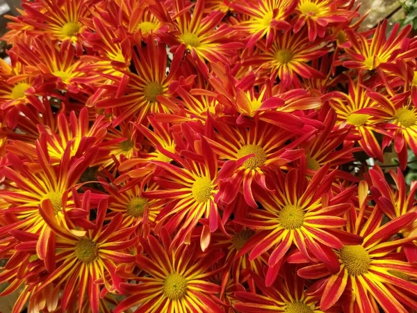Eine Leuchtend Rote Und Gelbe Farbe Der Chrysanthemenblüten — Stockfoto