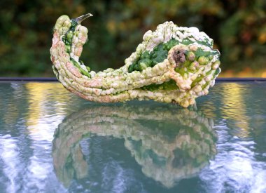 Benzersiz bir beyaz ve yeşil su kabağı şekli.