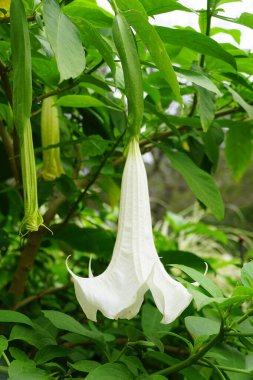 Güzel beyaz meleğin trompet Brugmansia 'sı' Cypress Gardens 'çiçeği