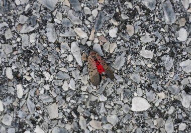 Close up of a spotted lanternfly on the ground clipart