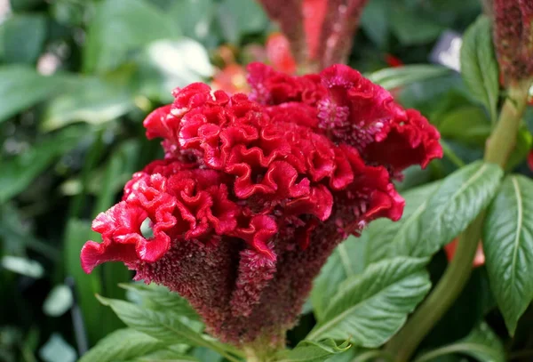 Beautiful Dark Red Color Cockscomb Bombay Fire Flower — Stock Photo, Image