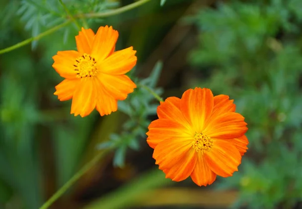 Όμορφη Cosmos Sulphureus Ένα Ψηλό Πορτοκαλί Λουλούδι — Φωτογραφία Αρχείου