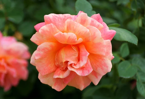 Pomarańczowy Różowy Kolor Floribunda Rose Harpageant Kwiat — Zdjęcie stockowe