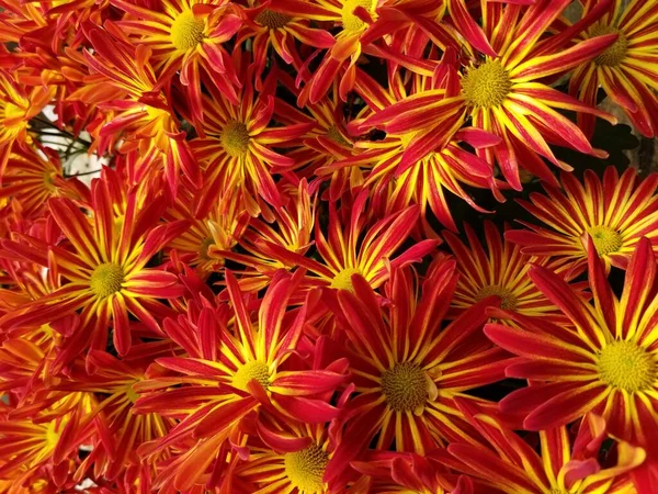 Jasny Czerwony Żółty Kolor Chryzantemy Kwiaty — Zdjęcie stockowe