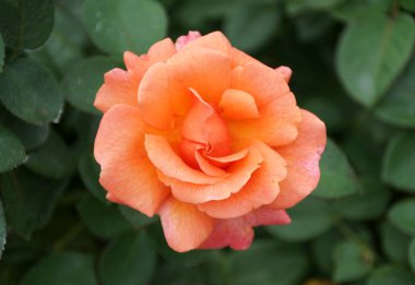 Floribunda Rose 'Harpageant' ın turuncu ve pembe renginde.