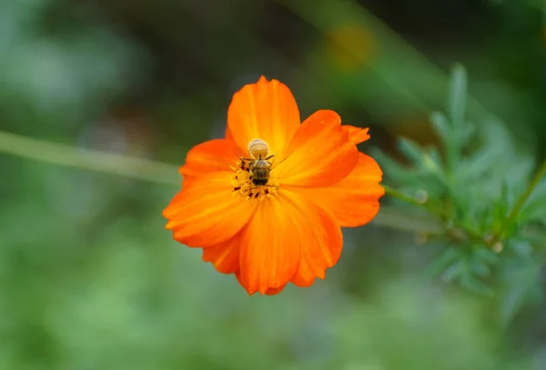 Včela Opyluje Kosmos Síru Vysoký Oranžový Květ — Stock fotografie