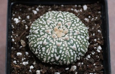 Astrophytum Asterias Süper Kabuto kaktüsünün güzel dokusunun ve simetrik şeklinin en üst görüntüsü.