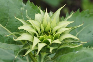 Bir Sunfill Yeşil Ayçiçeği tomurcuklanmaya başlar, erken spiral phyllotaxis ve sağlıklı yeşillik yapısını gösterir.