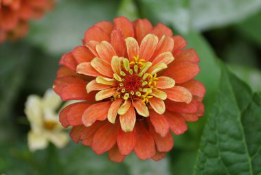 Zinya çiçeğine yakın çekim, zengin kırmızı ve sarı bir merkezi çevreleyen mercan ve sarı taç yapraklarının karmaşık yapısını gözler önüne seriyor..