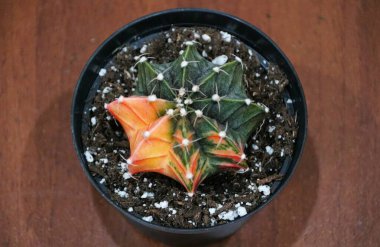 A vibrant Gymnocalycium mihanovichii cactus showcases a striking variegation of emerald green and fiery orange.