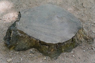 Kaba kabuklu ağaç kütüğünün yakın çekim görüntüsü, kuru, çatlamış üst kısmı çevresindeki granüler toprağa katı bir kontrast sağlıyor..