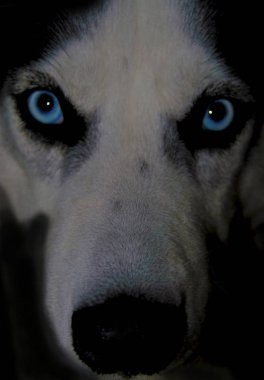 mavi gözlü husky köpek yakın yüzü