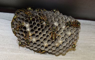 bir petek üzerinde yakın arılar