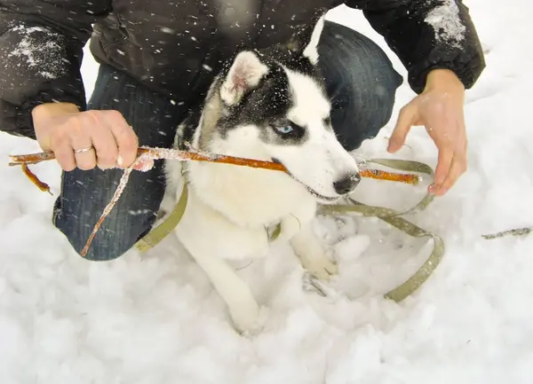 Husky Puppet Spelen Met Eigenaar Stok Sneeuw — Stockfoto