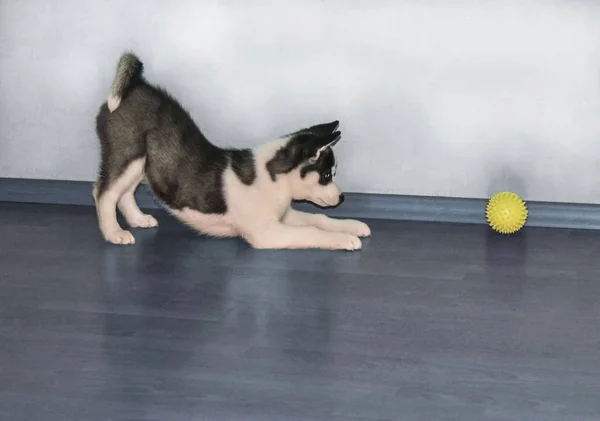 Husky Puppet Playing Ball — Stock Photo, Image