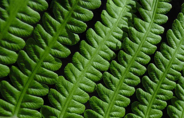 Макро Зелений Лист Папороті — стокове фото