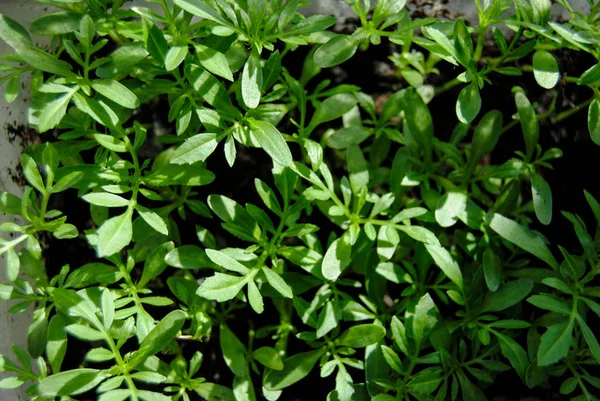 Planta Cultivada Sementes Verde Flores Uma Soleira Janela — Fotografia de Stock