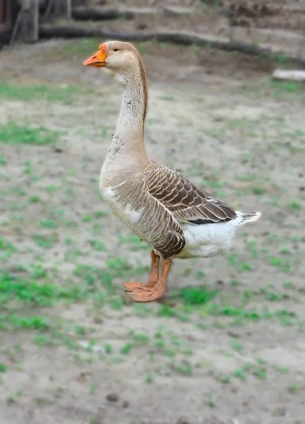 Oie Avec Bec Orange Pieds Sur Fond Village Flou — Photo