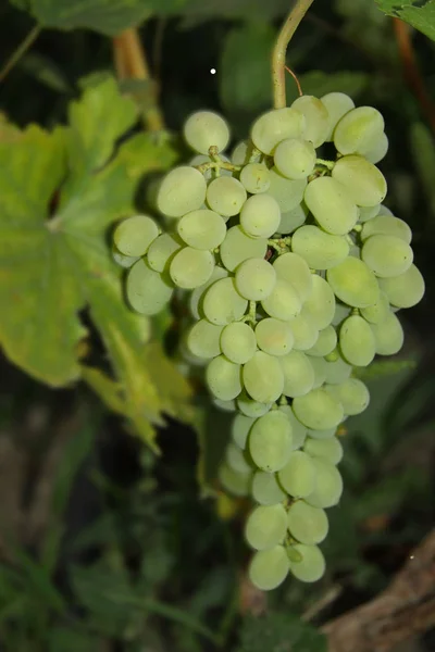 Bunch Green Grape Garden — Stock Photo, Image