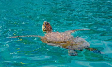deniz kaplumbağası Yeşil suda yüzüyor ve su dışında baş dışarı asılı