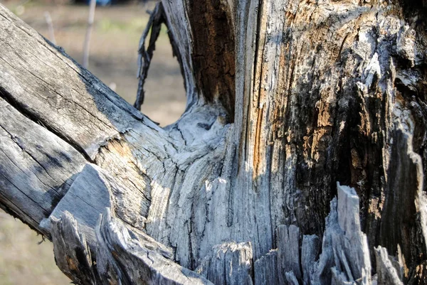 Fermer Écorce Vieil Arbre Bois — Photo