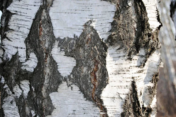 Close Birch Bark Fundo — Fotografia de Stock