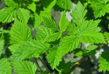 rasberry bahar ruh yeşil yaprakları