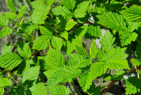 green leafs of rasberry spring mood