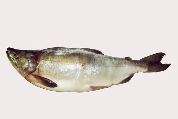 Μεμονωμένο Ρεαλιστικό Ψάρι Σολομού Καμπούρη Λευκό Φόντο — Φωτογραφία Αρχείου