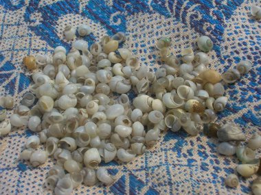 bir desen beyaz mavi bir battaniye üzerinde küçük deniz kabukları