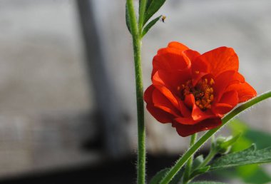 bulanık bir arka plan üzerinde yeşil yaprakları ile parlak turuncu çiçek 