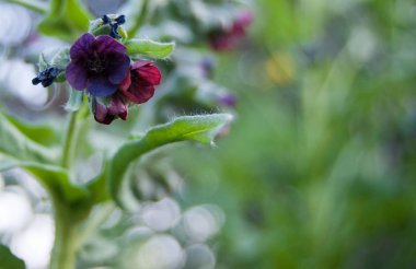 nötr bir arka plan üzerinde makro küçük koyu çiçekler 
