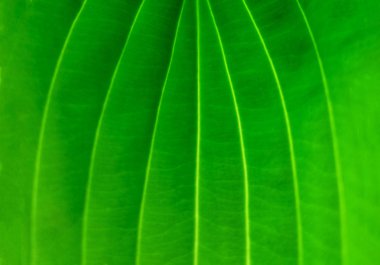 yeşil yaprak arka plan kadar parlak yakın 