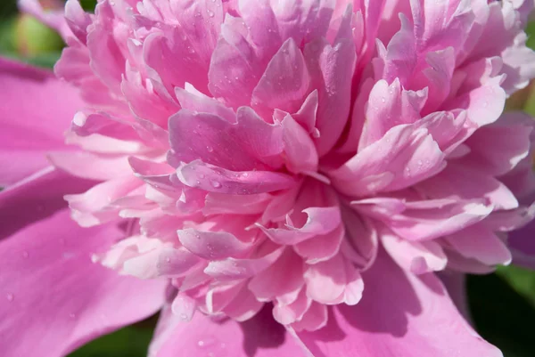 Макро Рожева Ніжна Квітка Півонії — стокове фото