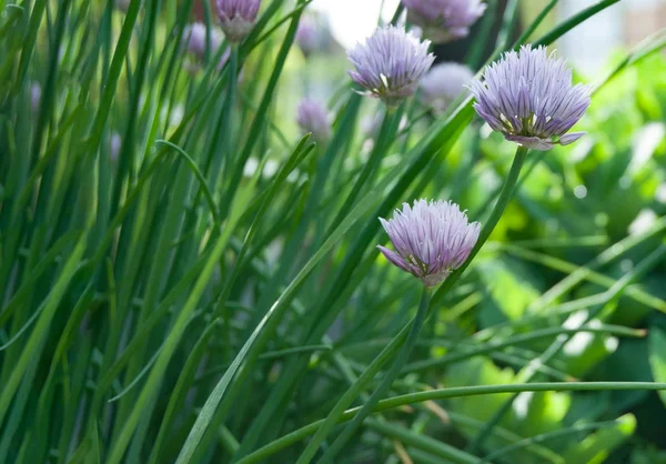 Planta Roxa Macro Suave Com Folhas Verdes — Fotografia de Stock