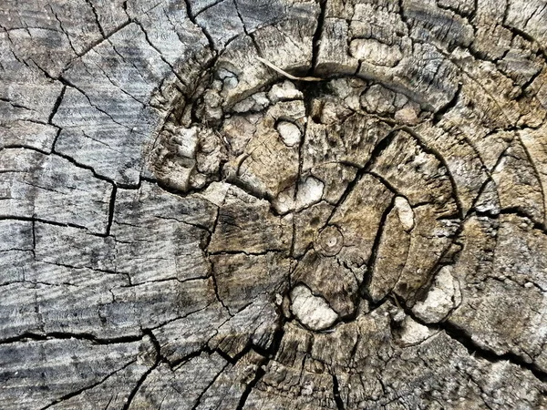 macro wooden tree cut texture