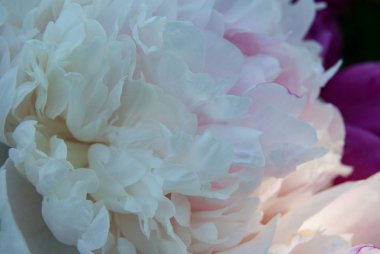 Beyaz makro nazik yaprak yaprakları