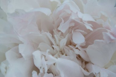 Beyaz makro nazik yaprak yaprakları