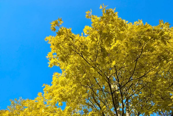 Folhas Outono Amarelas Brilhantes Uma Árvore Fundo Céu Azul — Fotografia de Stock