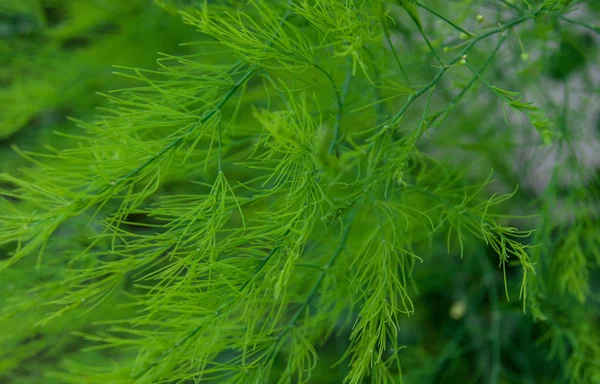 宏绿色纹理植物叶 — 图库照片