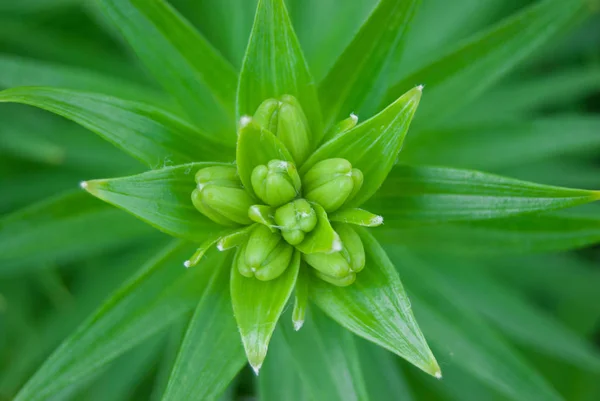 宏绿色纹理植物叶 — 图库照片